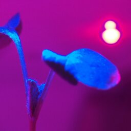 A young plant growing in a vertical farm under red LED lighting.